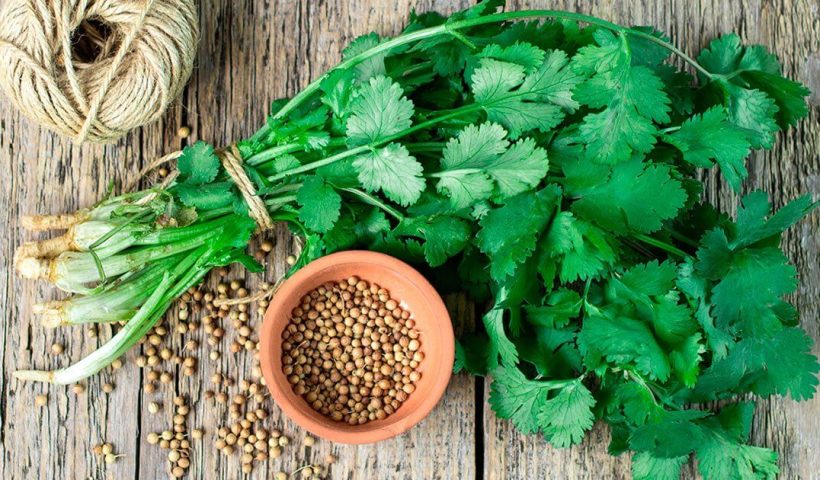What Are The Health Benefits Of Coriander?